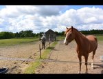 EARL LES CHEVAUX DE LA LANDE 37460